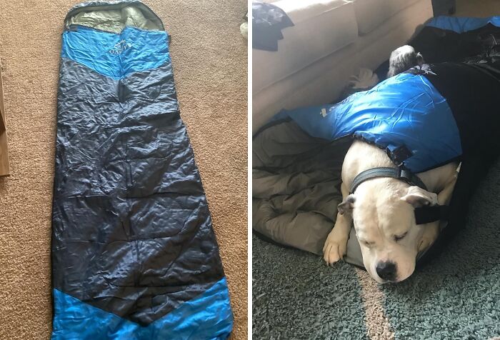 Curling Up In This Camping Sleeping Bag Is How This Pup Is Saying "Take Me Camping Too!"