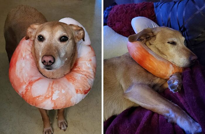  This Goodest Boy Gives This Shrimp Neck Pillow 2 Paws Up