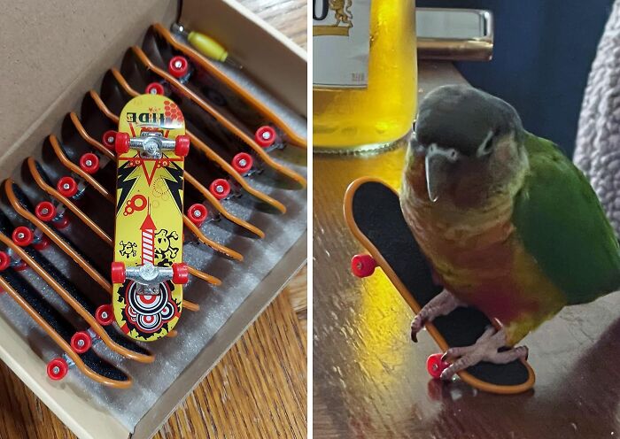 Somone's Feathered Friend Is Keen To Try Out Some Ollies On These Finger Skateboards 