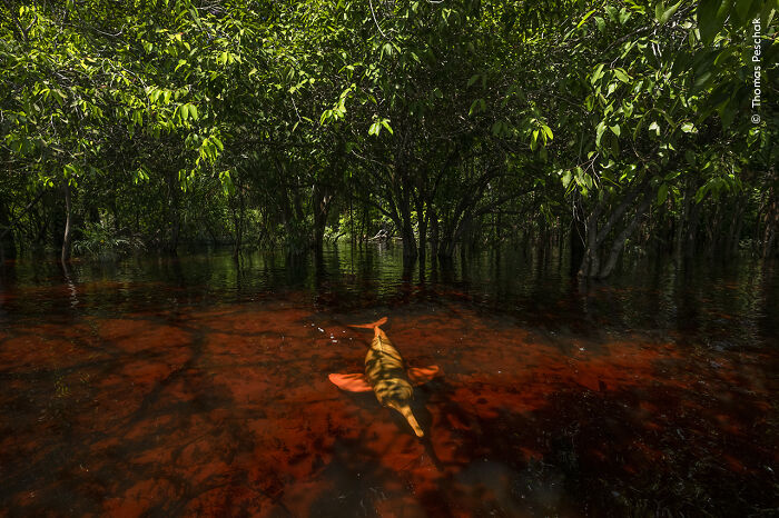 Winner, Photojournalist Story Award: Dolphins Of The Forest By Thomas Peschak, Germany/South Africa