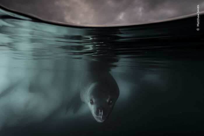 Winner, Underwater: Under The Waterline By Matthew Smith, UK/Australia