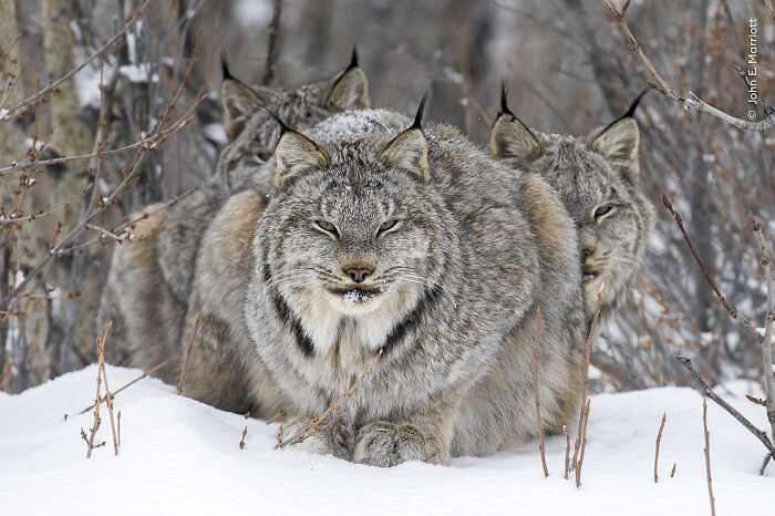 Winner, Animal Portraits: On Watch By John E Marriott, Canada