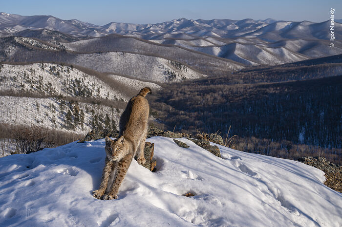 Winner, Animals In Their Environment: Frontier Of The Lynx By Igor Metelskiy, Russia