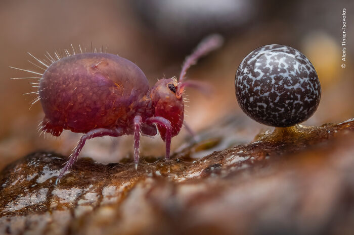 Winner, 15-17 Years: Life Under Dead Wood By Alexis Tinker-Tsavalas, Germany