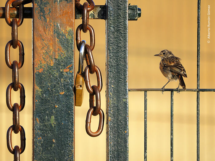 Winner, 10 Years And Under: Free As A Bird By Alberto Román Gómez, Spain