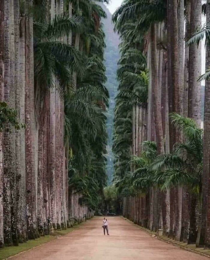 A person walks between towering palm trees, showcasing absolute units of nature's grandeur.