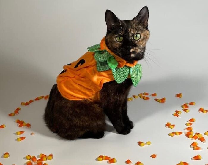 We Could Even Admit To Loving Candy Corn If This Kitty Is Selling It