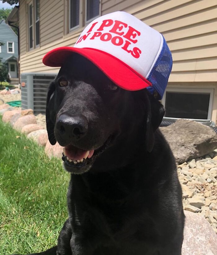  At Least This Dog Is Being Fully Honest With This Funny Cap 