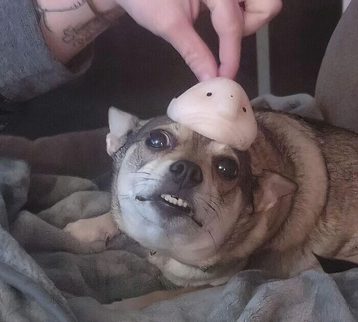  The Sheer Terror On This Poor Dog's Face Is Completely Justified Because This Blobfish Squishy Is Anything But Cute