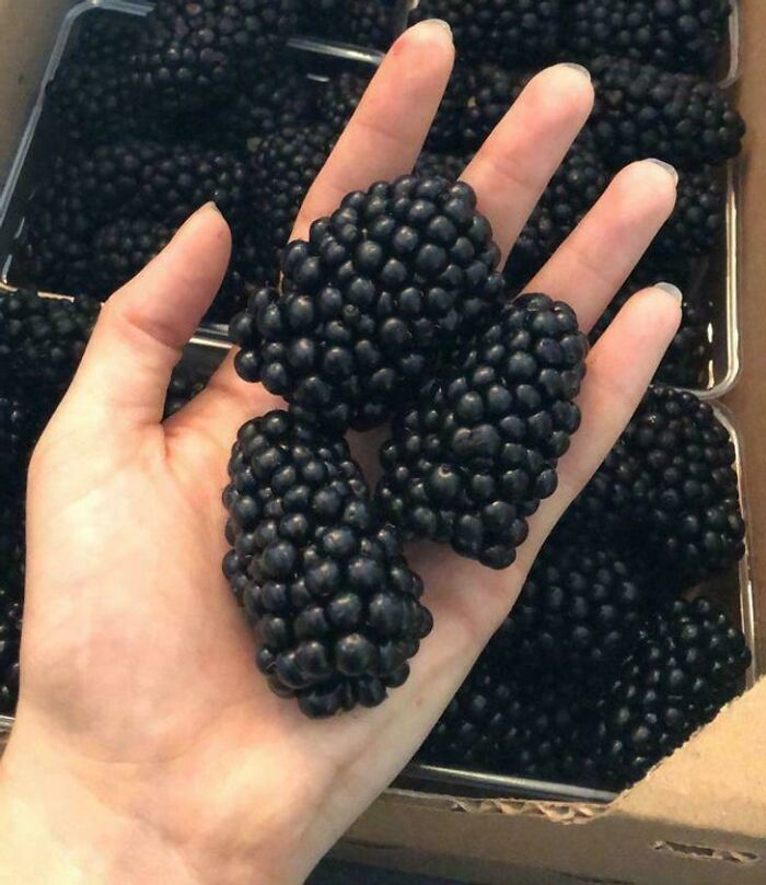 Hand holding three large blackberries, showcasing absolute units of the fruit.