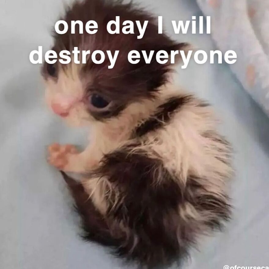 Cute kitten meme with a playful caption.