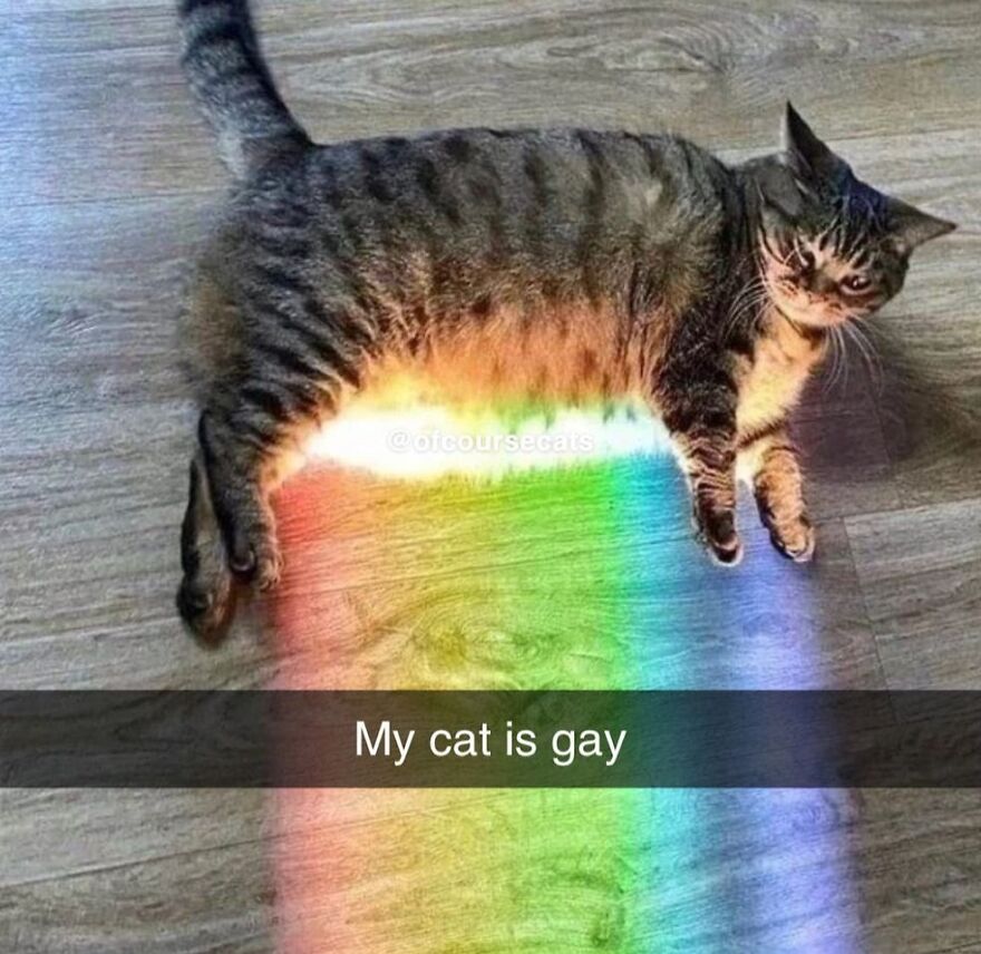 Funny cat meme with a tabby lying on a rainbow light beam on the floor.