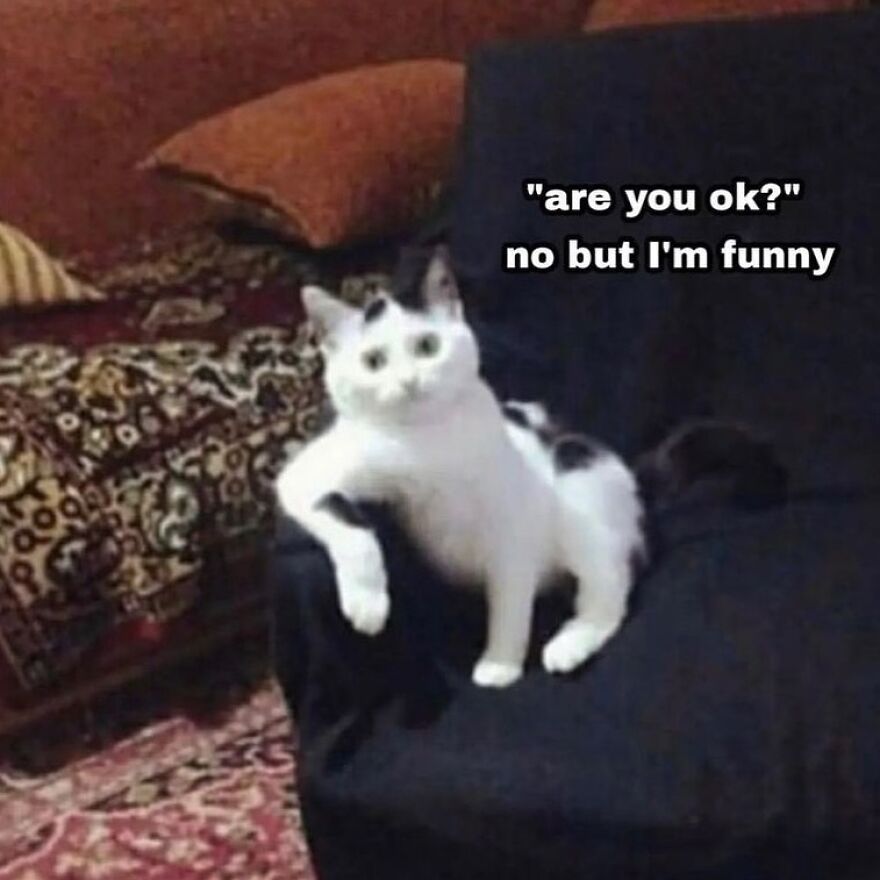 Funny cat meme with a cat lounging on a couch, captioned "are you ok?" "no but I'm funny".