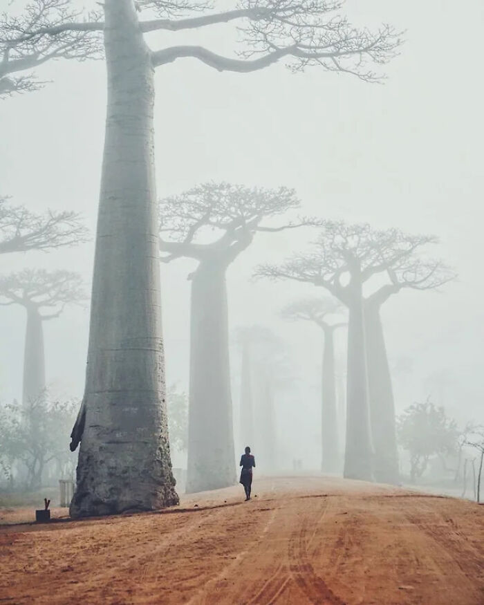 Person walking among absolute units of giant baobab trees on a misty dirt road.