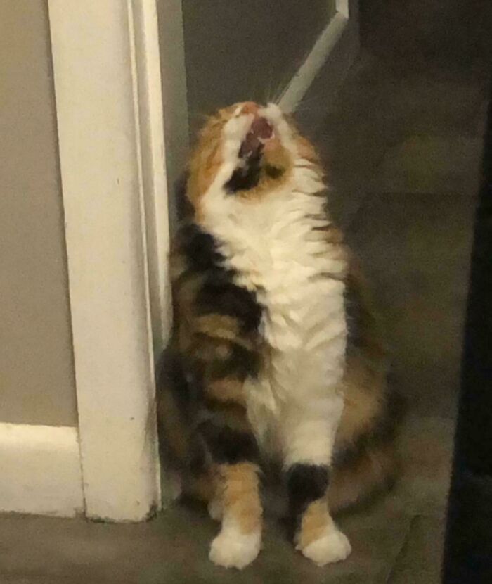 R/Calicokittys Seemed To Enjoy This Pic Of My Cat Ham Screaming