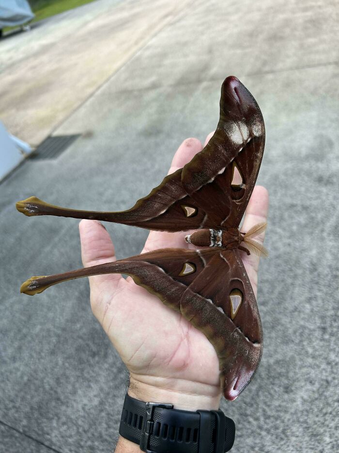 A giant moth resting on a person's hand, showcasing the concept of absolute units in nature.