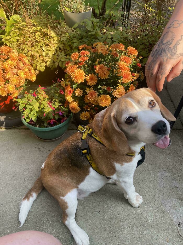 Adopting Lucy The Beagle