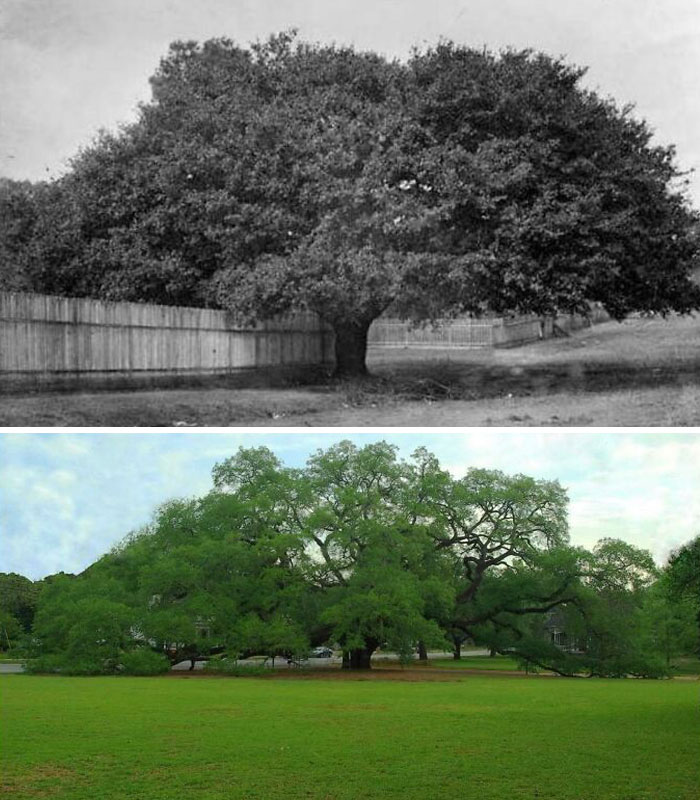 Amazing - 125 Years Of Growth