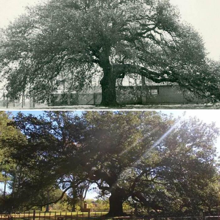 The Emancipation Oak In Hampton, Virginia Late 1800s And Now (Interesting Story Of This Tree-Link In Comments)