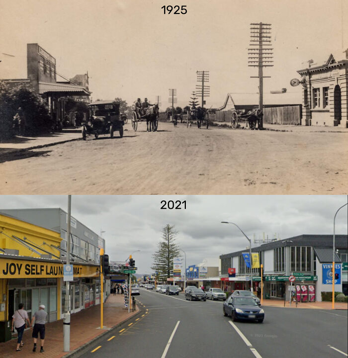 Two Photos Almost One Hundred Years Apart, Norfolk Pine In Manurewa, Auckland, New Zealand