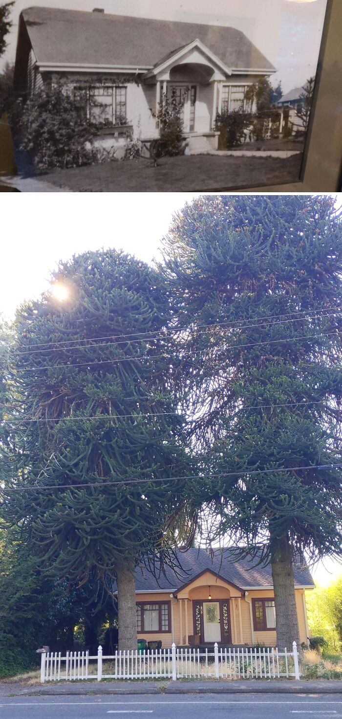 My Nearly 100 Year Old Monkey Puzzle Trees