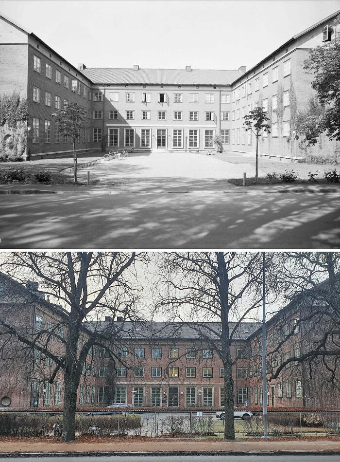 Two Trees In Uppsala, Sweden