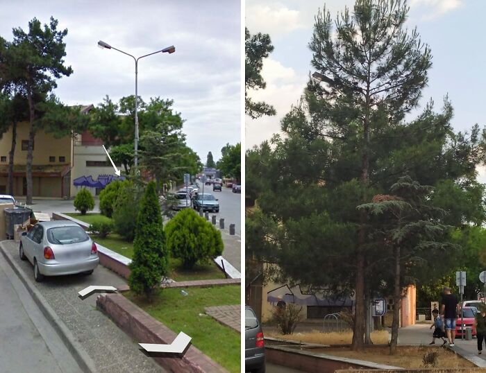 Pine Tree Absolutely Dominates Smaller Tree In An 12 Years Time + Lamppost For Scale . Swipe To See All The Photos, Kordelio Greece In 2011 And 2022