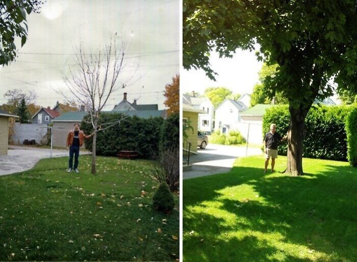 Norway Maple 1987-2017