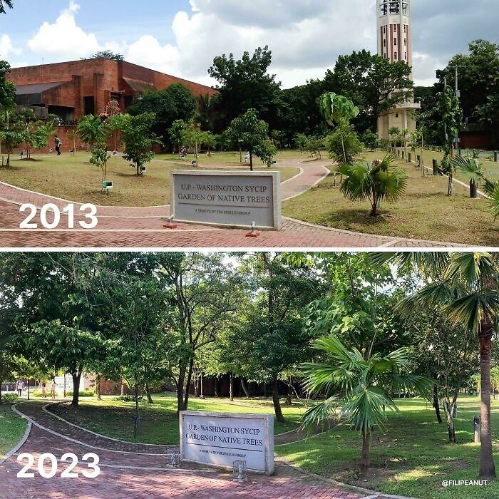 10 Year Growth Of Trees Native To The Philippines On A College Campus