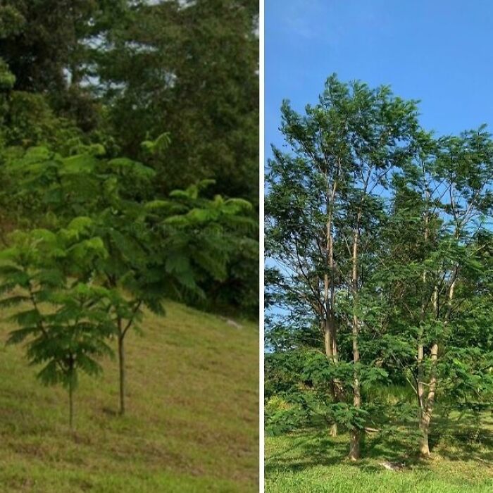 These Are Albezia. One Of The Fastest Growing Trees. Pictures Taken 1 Year Apart