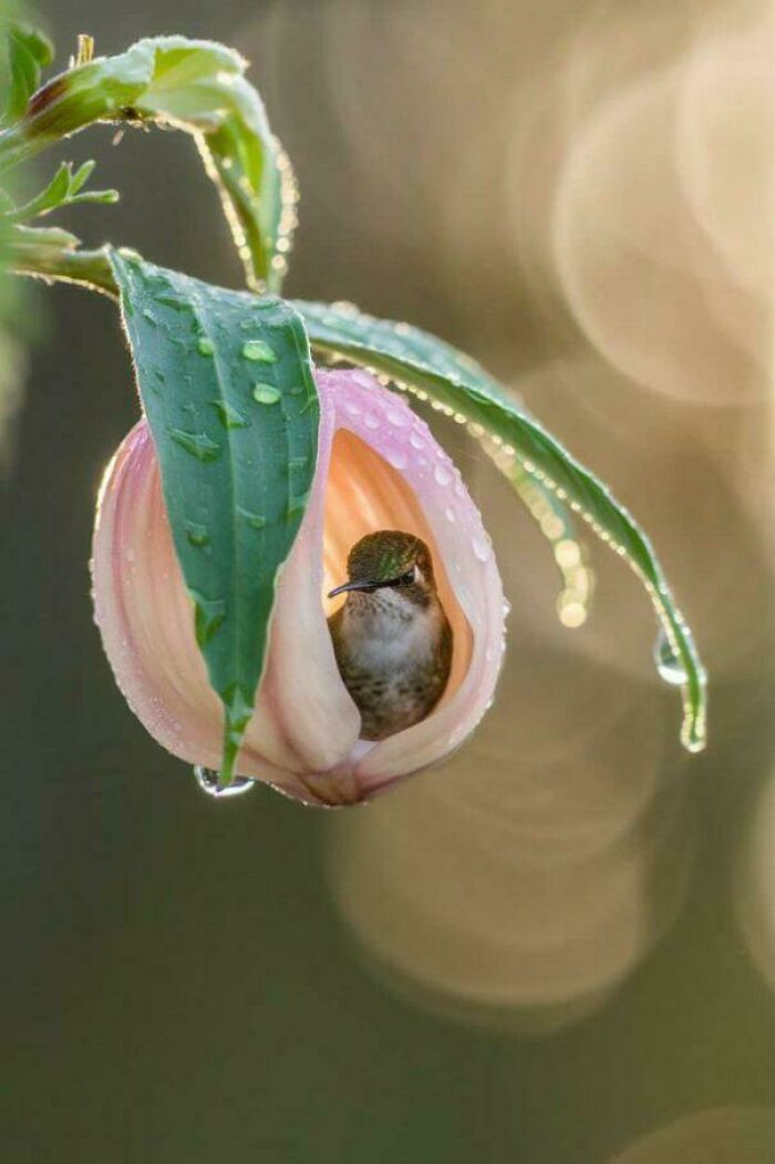 Hummingbird Found Shelter In The Rain