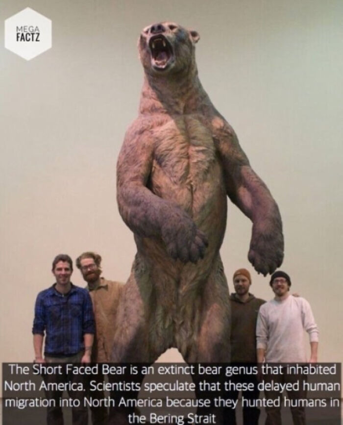 Alt text: "Short-faced bear model towering over four people, illustrating absolute units things in prehistoric size comparison."