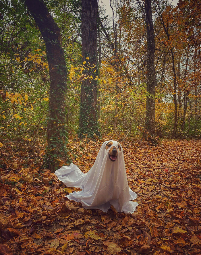 Halloween Photo Shoot With My Dog, Benny