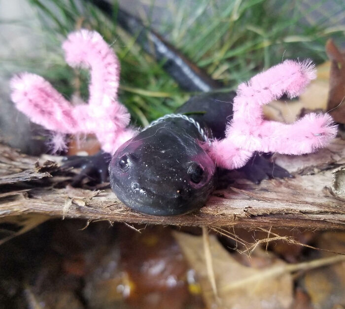 My Axolotl Turned Into A Land Salamander. I Decided To Give Him His Gills Back For Halloween