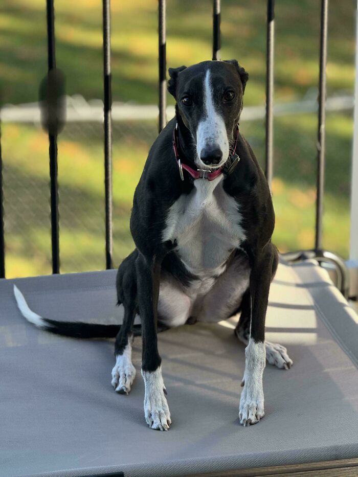 Jill The Rescue Greyhound Learns To Sit. Tough With All That Muscle!