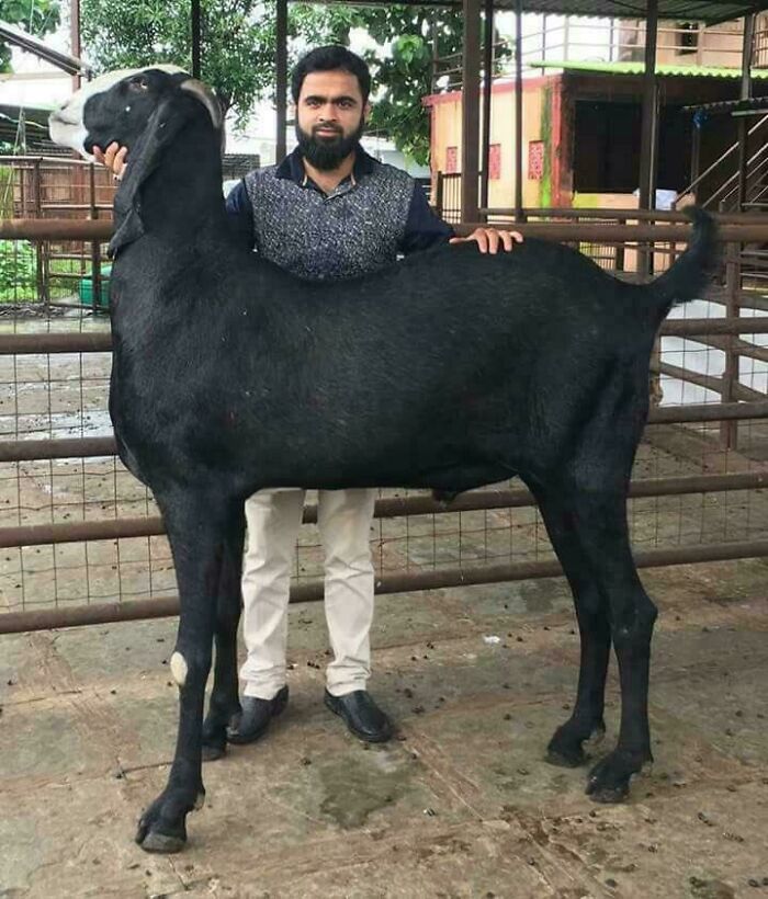 Man with a large goat, showcasing absolute units, in a fenced outdoor setting.