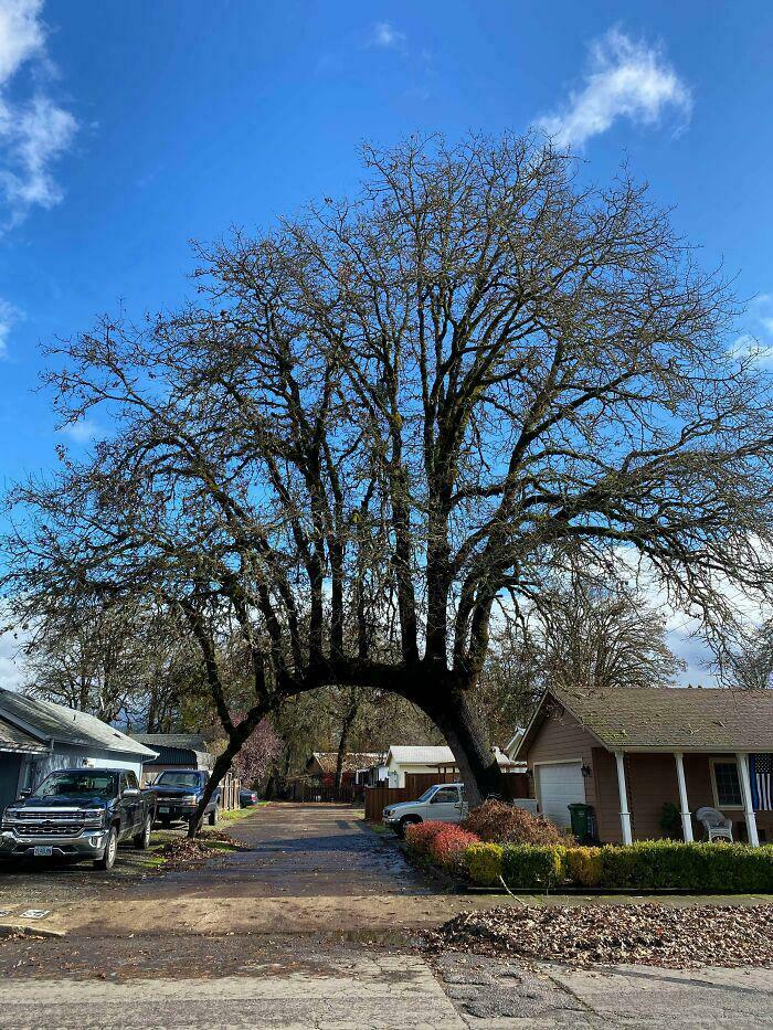 This Tree That Has Grown Across The Driveway And Sprouted More Trees Off The Top