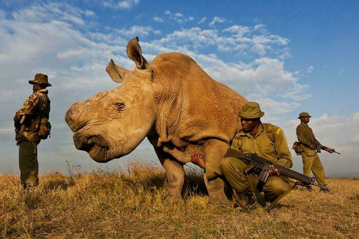 A Four Man Anti-Poaching Team That Permanently Guards A Northern White Rhino