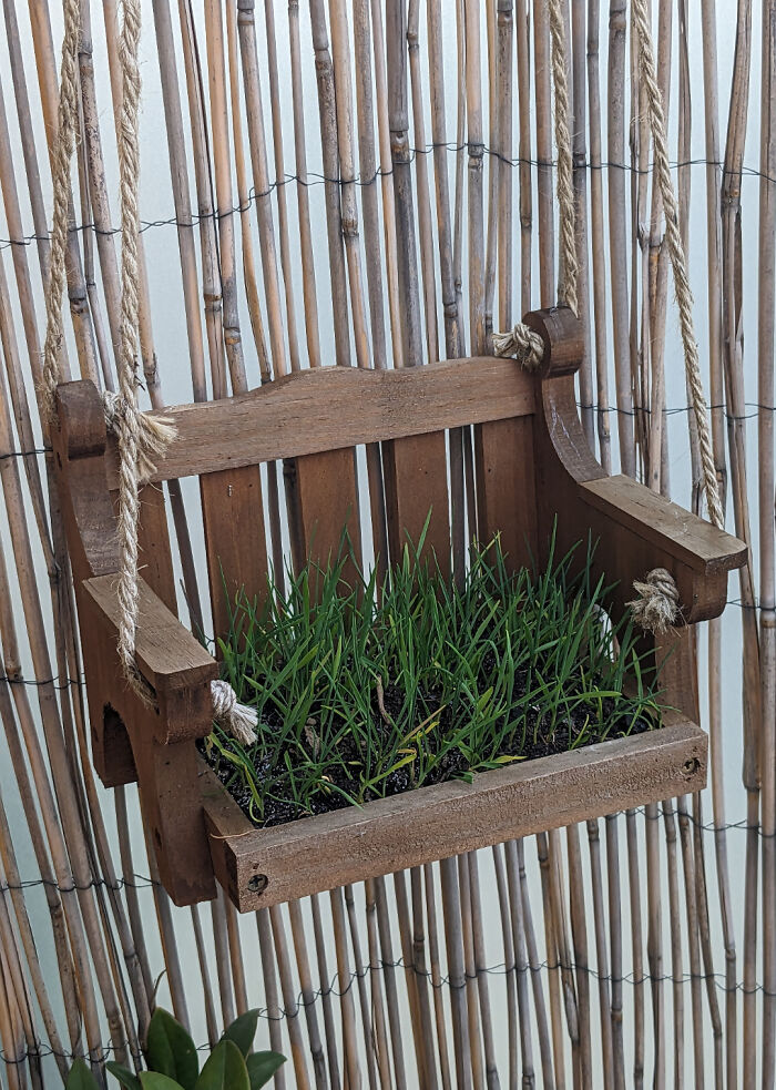 Wooden swing seat with grass growing, hanging against bamboo fence, showcasing something mildly interesting.