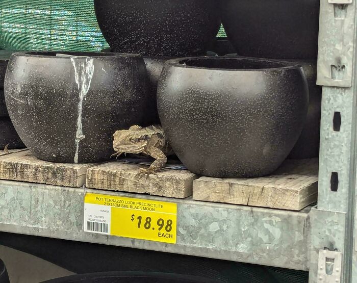 Is $18.98 A Fair Price On Bearded Dragons?