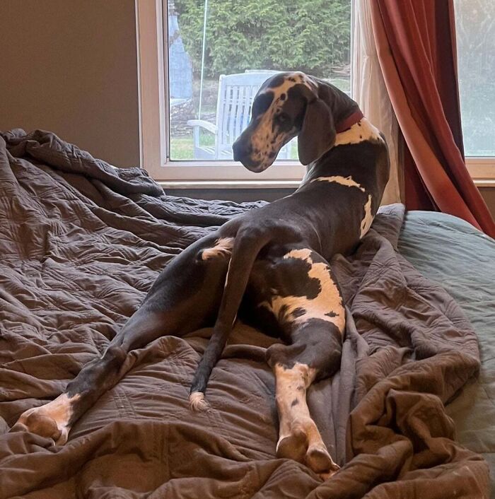 I Think I Have A “Petite” Girl. How Big Are Your Danes?