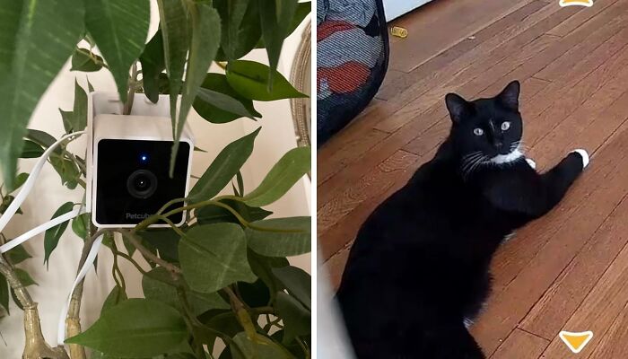 Fun Surveillance Mission With An Indoor Pet Cam - Bust Stress As You Spy On Your Furball!