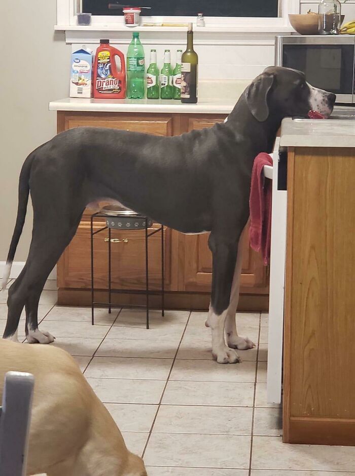 Dane Waiting For Food