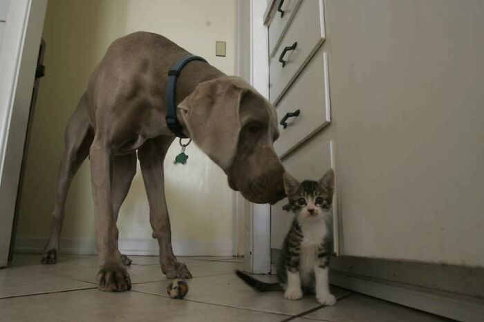 Big Dog Meets Little Cat