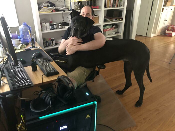 My Great Dane Thinks He’s Small