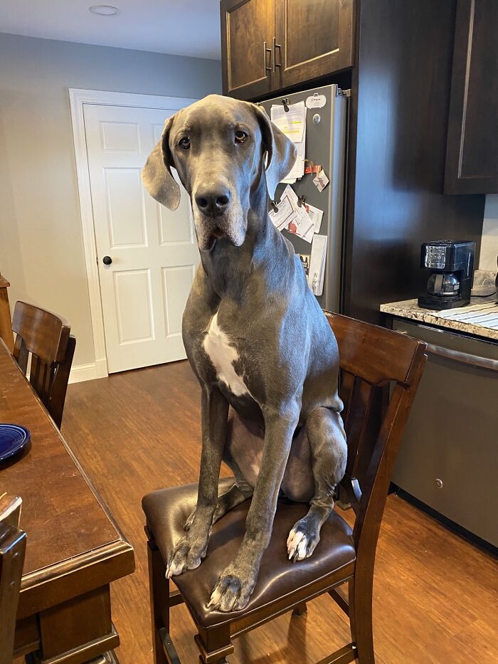 My Parents Great Dane Enjoys Sitting On The Island Chairs Like This