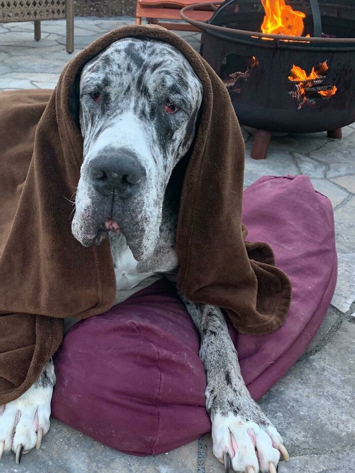 Our 9 1/2 Year Old Great Dane Pearl By The Fire Last Night...she Was Shivering So She Got A Blanket!