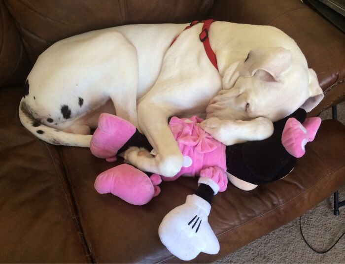 Found Our Great Dane Sleeping Like This