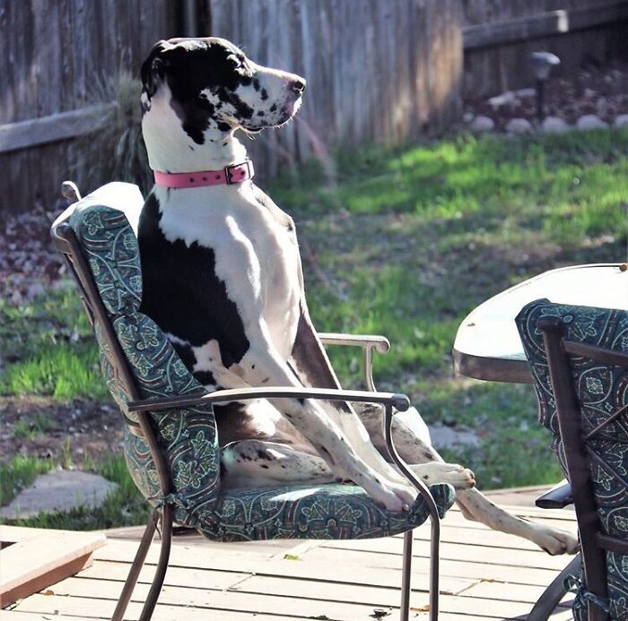 My Friend Looked Out Her Window This Morning And Saw Her Great Dane In Great Thought Sitting At The Table!