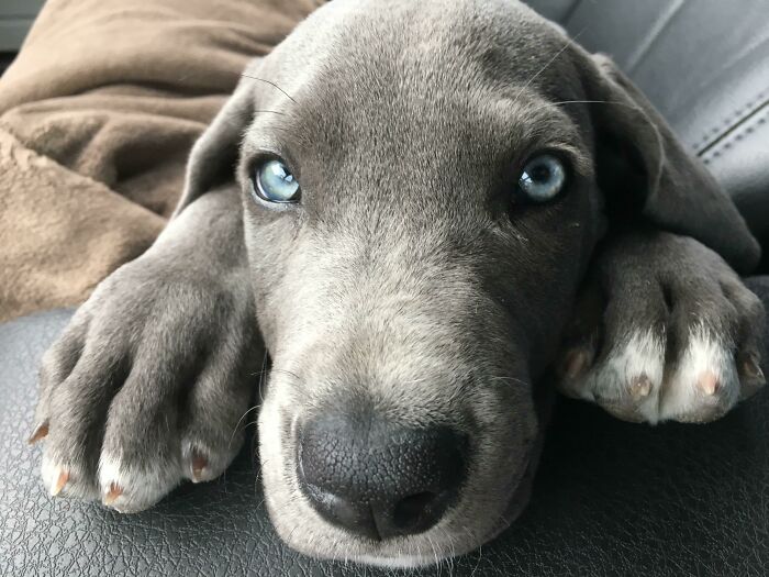 My Blue Eyed Blue Great Dane Juno